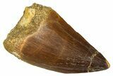 Fossil Mosasaur (Thalassotitan) Tooth - Morocco #374574-1